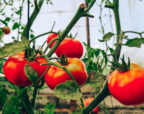 Oprysk mlekiem na pomidory. Tani i ekologiczny sposób na ochronę upraw przed zarazą i mszycami