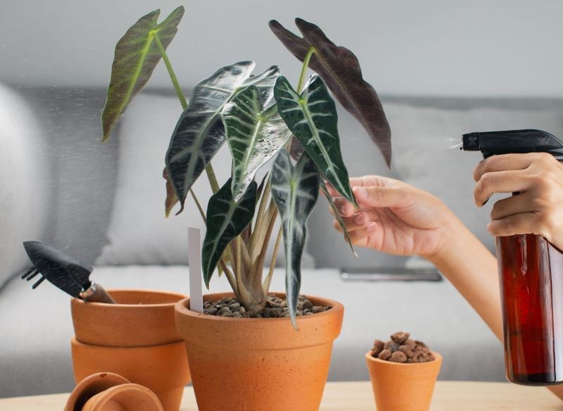 Alokazja lubi wysoką wilgotność powietrza.