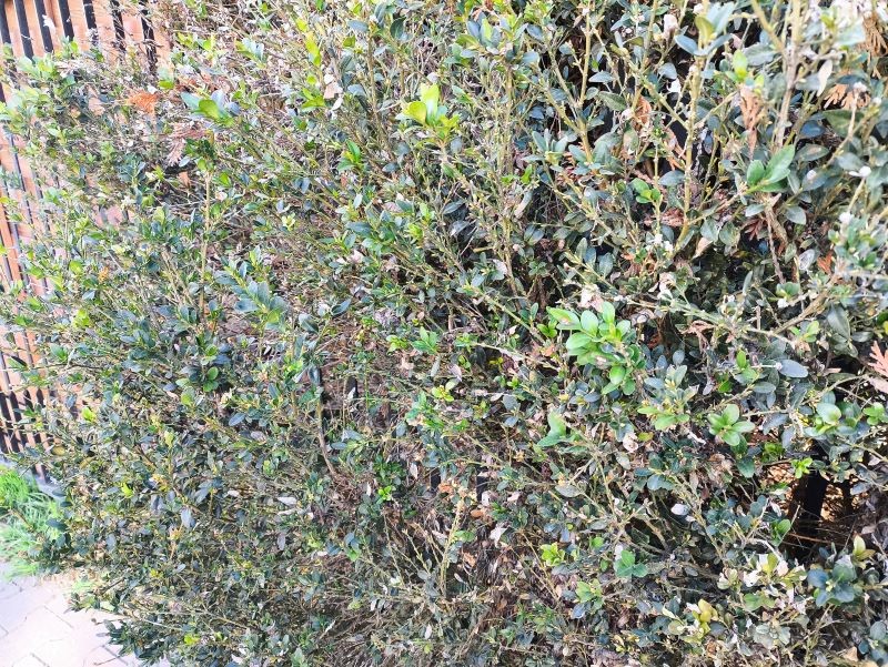 Ćma bukszpanowa zostawia na krzewach tylko suche, zdrewniałe pędy.