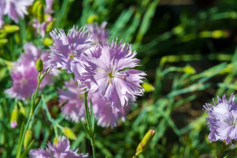 Niektóre odmiany goździka sinego mają jasnoróżowe kwiaty.