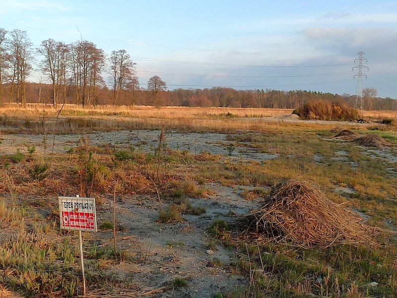 Rośliny, Łąki za wsią