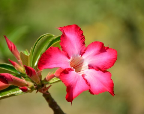 Dipladenia (Mandewilla)