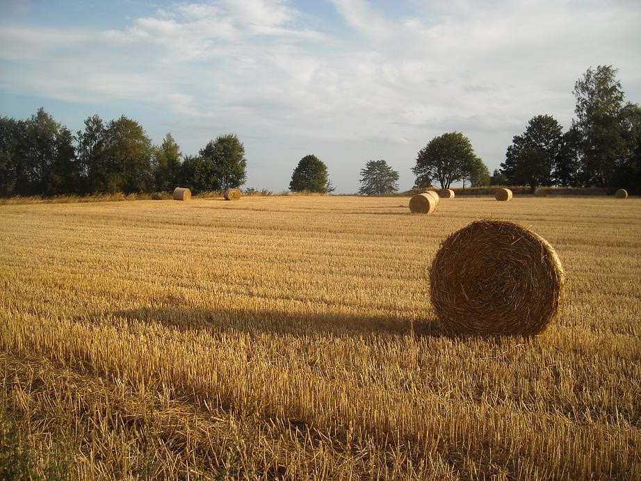 Rośliny, Esencja lata.................. - Lato trwa....................gorące ...............prawie tropikalne...............ale widać już pierwsze oznaki jesieni....................Dolina Mimozy znów rozkwitła .................w dzisiejszej galerii ................kwiaty lata ............i ulubione datury..................w końcu zakwitły ...............oraz letnie haftowanki .........zapraszam :)