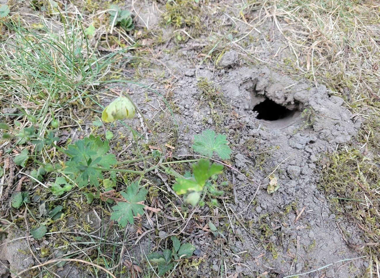  Potnij gałązki, zgnieć czosnek i wetknij do nory. Nornica czmychnie szybko z ogrodu