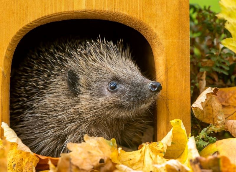 Dla jeża możemy kupić lub zbudować drewniany domek.
