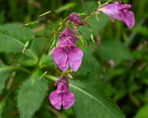 Urocza, kolorowa, ale w ogrodzie już nie można jej mieć. Te rośliny są piękniejsze i bezpieczne