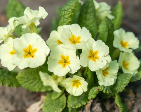 Pierwiosnek wyniosły (Primula eliator)