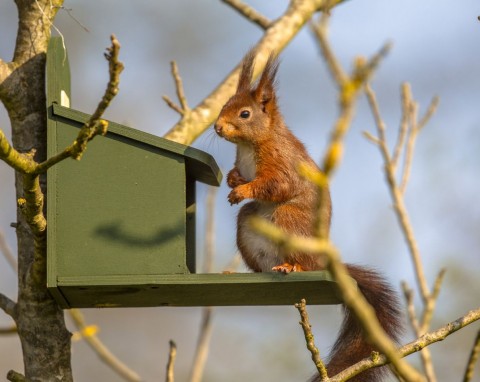 Zrób prosty karmnik dla wiewiórek. Przestaną podjadać ptakom w ogrodzie