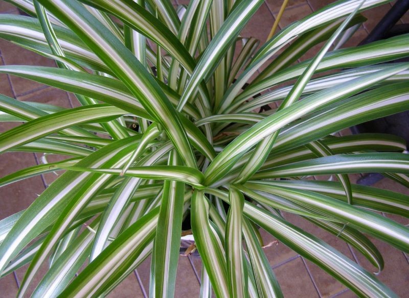 Zielistka jest nie tylko piękna, ale też niewymagająca.