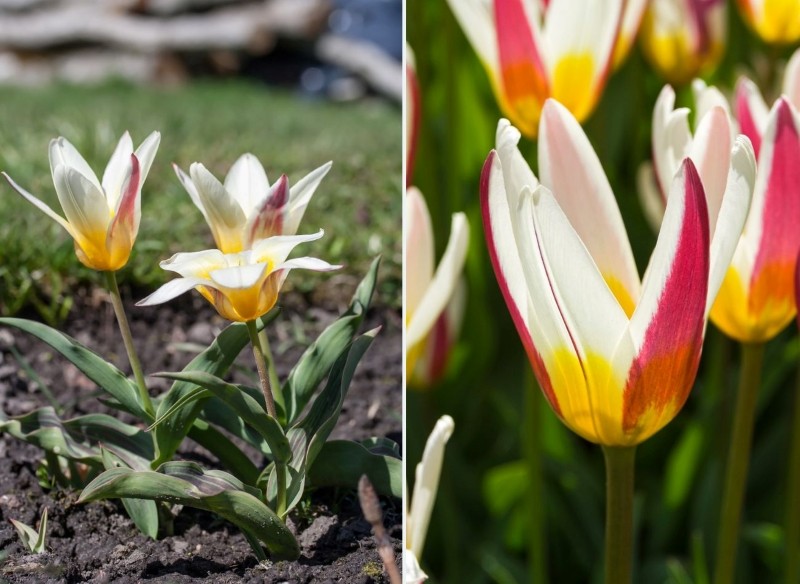 tulipan Johann Strauss