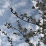 Pozostałe, Czas na majówkę ..........i..........czas na magnolie .......... - ...........i białe kwiecie.................