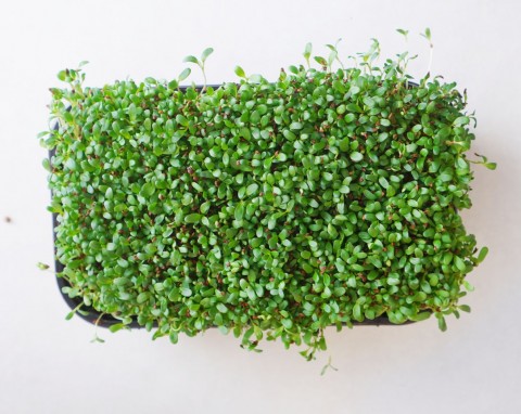 Królowa wszystkich kiełków. W kilka dni wyhodujesz na parapecie bombę witamin