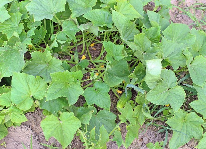 Podczas podlewania ogórków musimy wziąć pod uwagę kilka czynników.