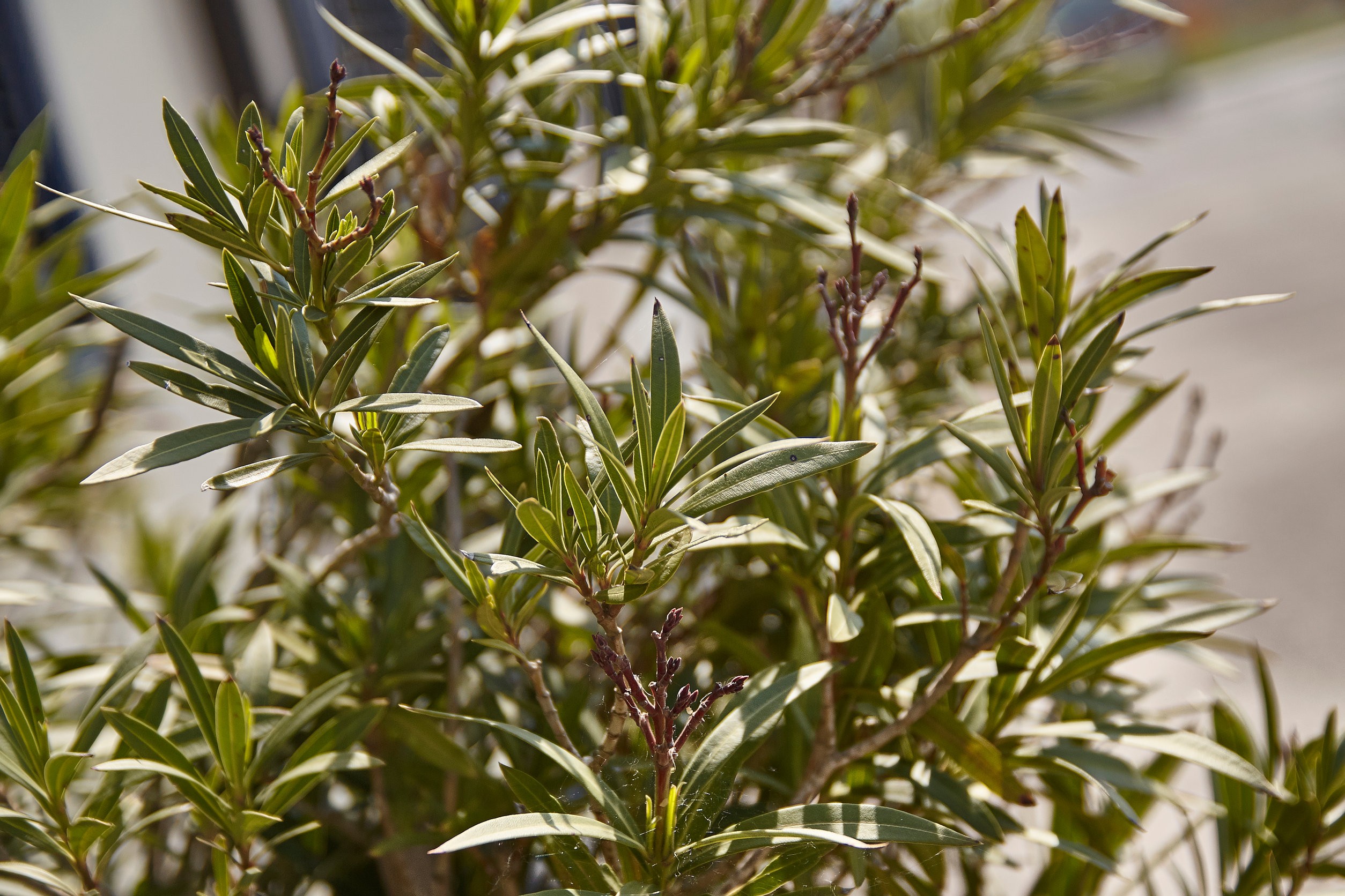 oleander bez kwiatów