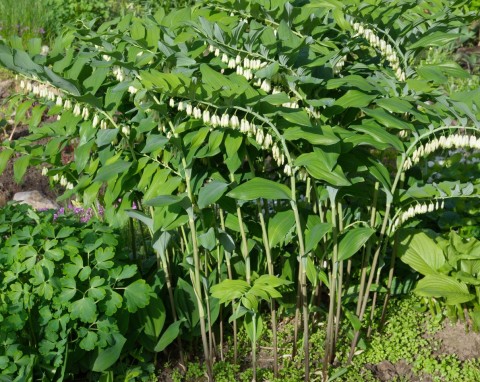 Dziesiątki białych dzwonków zwieszonych nad rabatą. Ciekawe odmiany i uprawa kokoryczki