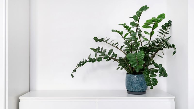 Dlaczego zamiokulkas marnieje? Brak światła to jedna z częstych przyczyn.