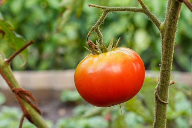 Usuwanie pędów bocznych pomidora przyspiesza dojrzewanie owoców.