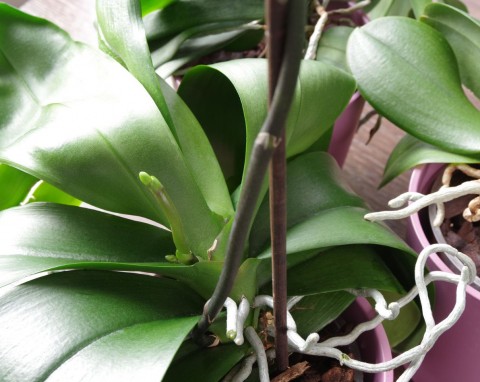 Korzenie powietrzne storczyków. Które można usunąć, a które zostawić?