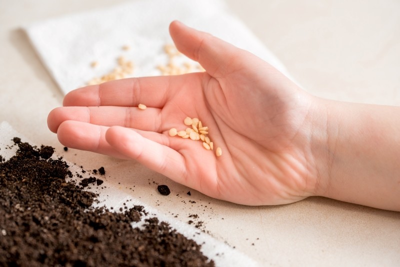 moczenie nasion pomidorów