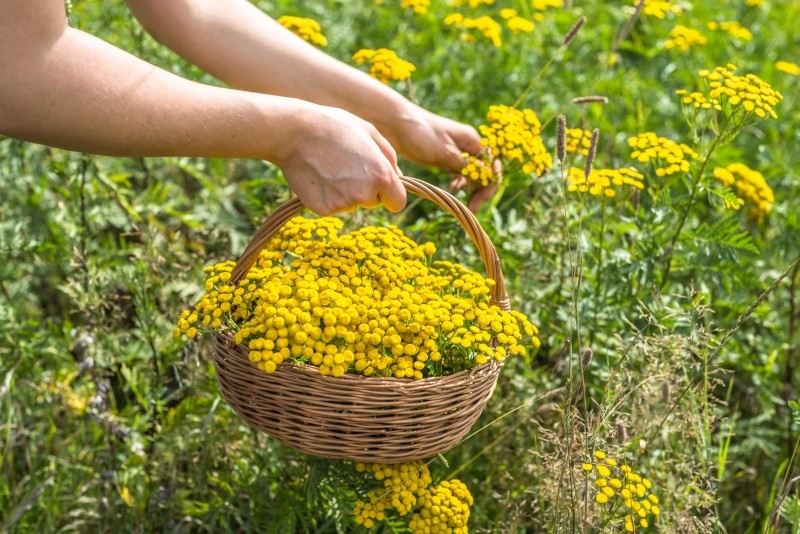 gnojówka z wrotyczu 