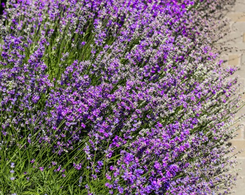 6 nieoczywistych nawozów do lawendy. Gromadź teraz i wykorzystaj wiosną