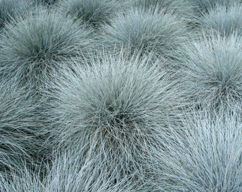 Kostrzewa popielata (Festuca cinerea)
