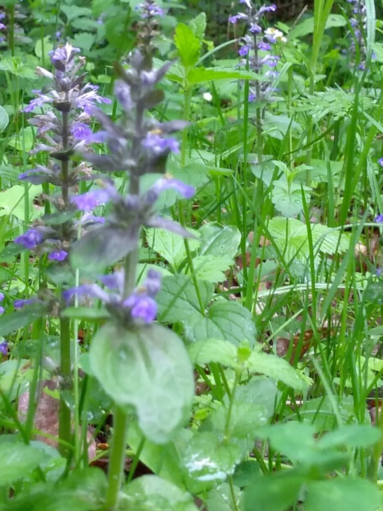 Leśne klimaty, Natura