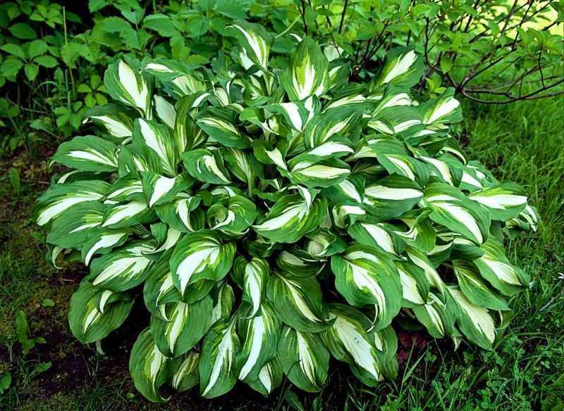 O narażone na działanie słońca hosty trzeba się szczególnie zatroszczyć.