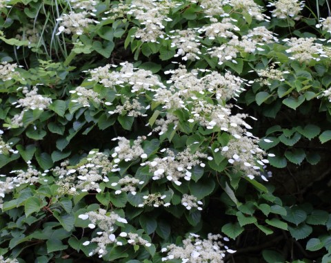 Przywarka japońska (Schizophragma hydrangeoides)