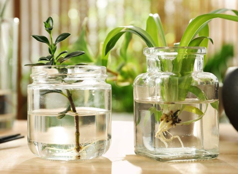 Ukorzeniacz na bazie octu jabłkowego działa na sadzonki niczym naturalny regulator wzrostu.