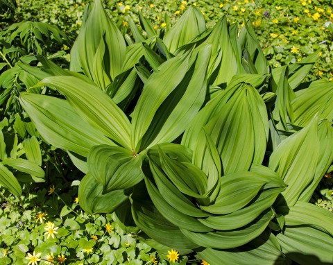 Ciemiężyca zielona (Veratrum lobelianum)