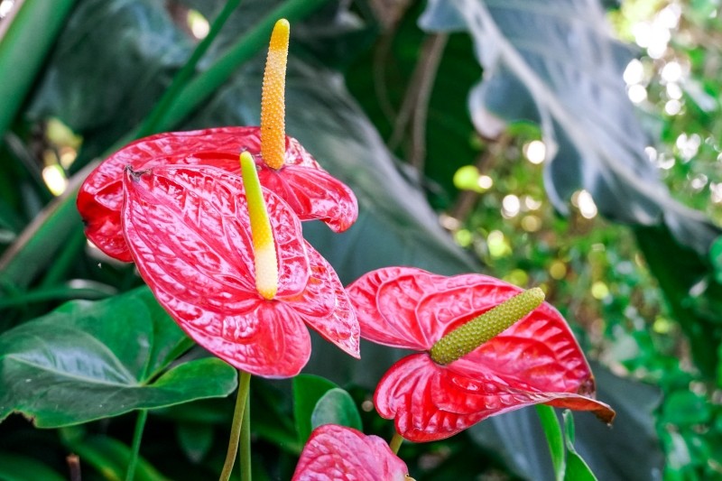 odmładzanie anturium