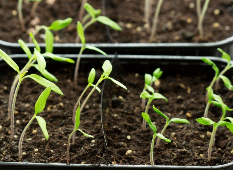 nawóz do sadzonek z rodzynek