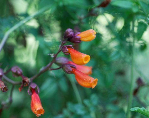 Pałczatka szorstkawa (Eccremocarpus scaber)