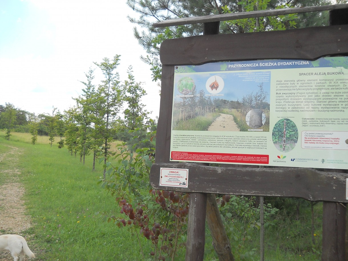 Pozostałe, Arboretum Gródek - polskie Malediwy. - Aleja bukowa..