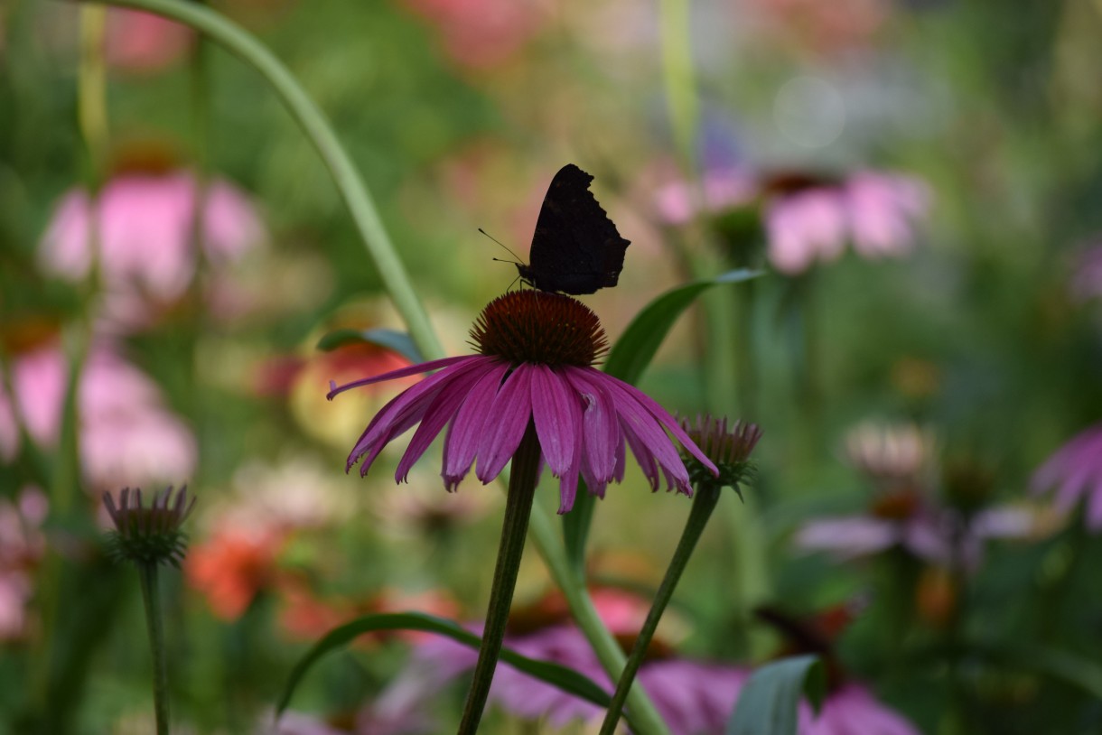 Rośliny, ECHINACEA...