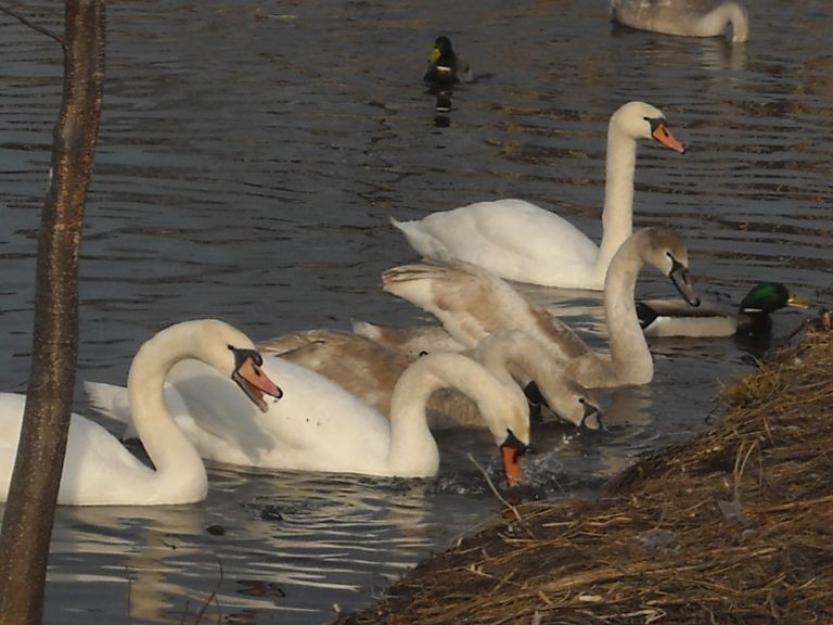 Pozostałe, Moje dzisiejsze poszukiwanie wiosny................