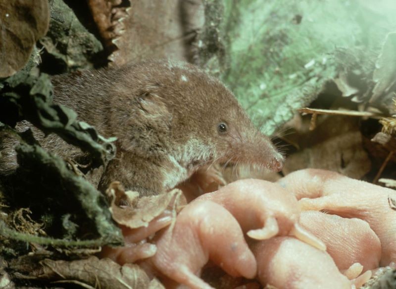 Ofiarą drapieżników najczęściej są młode ryjówki.