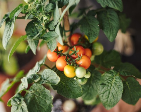 Jak uprawiać pomidorki koktajlowe? Trzymaj się tych wskazówek