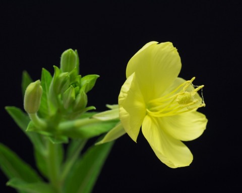 Wiesiołek dwuletni (Oenothera biennis L.)