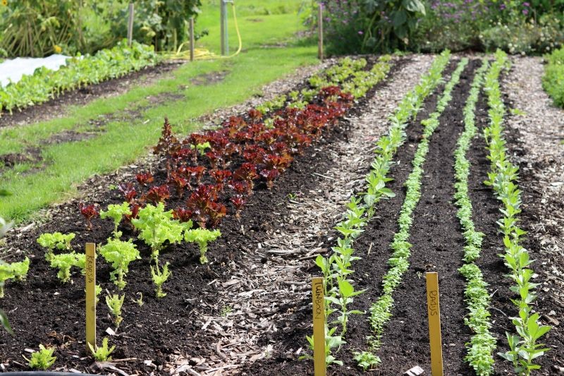 Obornik to niezastąpiony nawóz w warzywniku.
