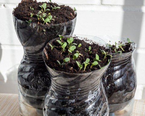 Zimowy siew w butelkach. Kalendarz i przewodnik siewu krok po kroku