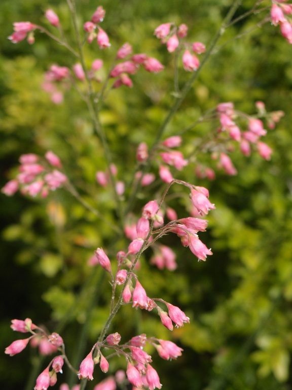 Ogród, Święto kwitnącego rododendrona -  kwitną żurawki