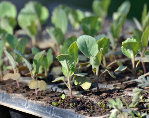 Siew kapusty na rozsadę. Zadbaj o glebę, będziesz mieć dużo sadzonek na wiosnę