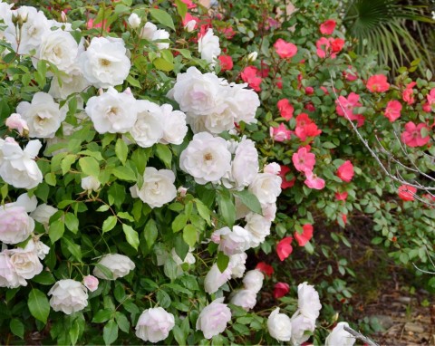Róże okrywowe - najpiękniejsze odmiany, uprawa i pielęgnacja. Gdzie najlepiej sprawdzą się róże okrywowe?
