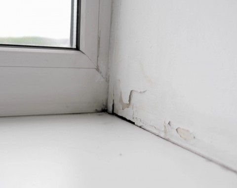 Postaw w kuchni i garderobie. Zapobiega powstawaniu pleśni na ścianach i zatrzymuje wilgoć