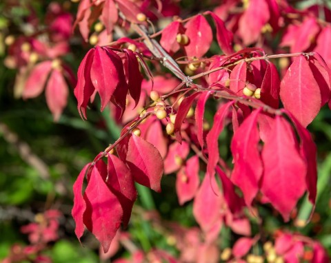 Ten krzew zimą wygląda najpiękniej. Już z daleka wabi szkarłatnym płomieniem liści