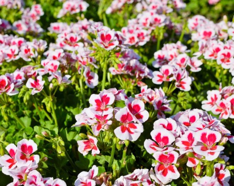 Najlepszy naturalny nawóz do pelargonii. Kwitną bujnie przez cały sezon