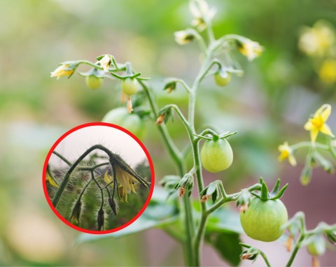 7 powodów, przez które kwiaty pomidorów usychają i opadają. Możesz im zapobiec