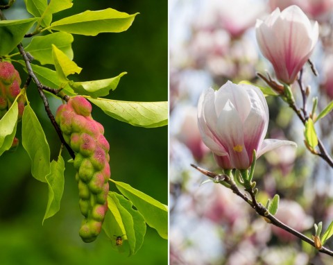Rozmnażanie magnolii z nasion i przez szczepienie. Jak i kiedy rozmnażać magnolie?